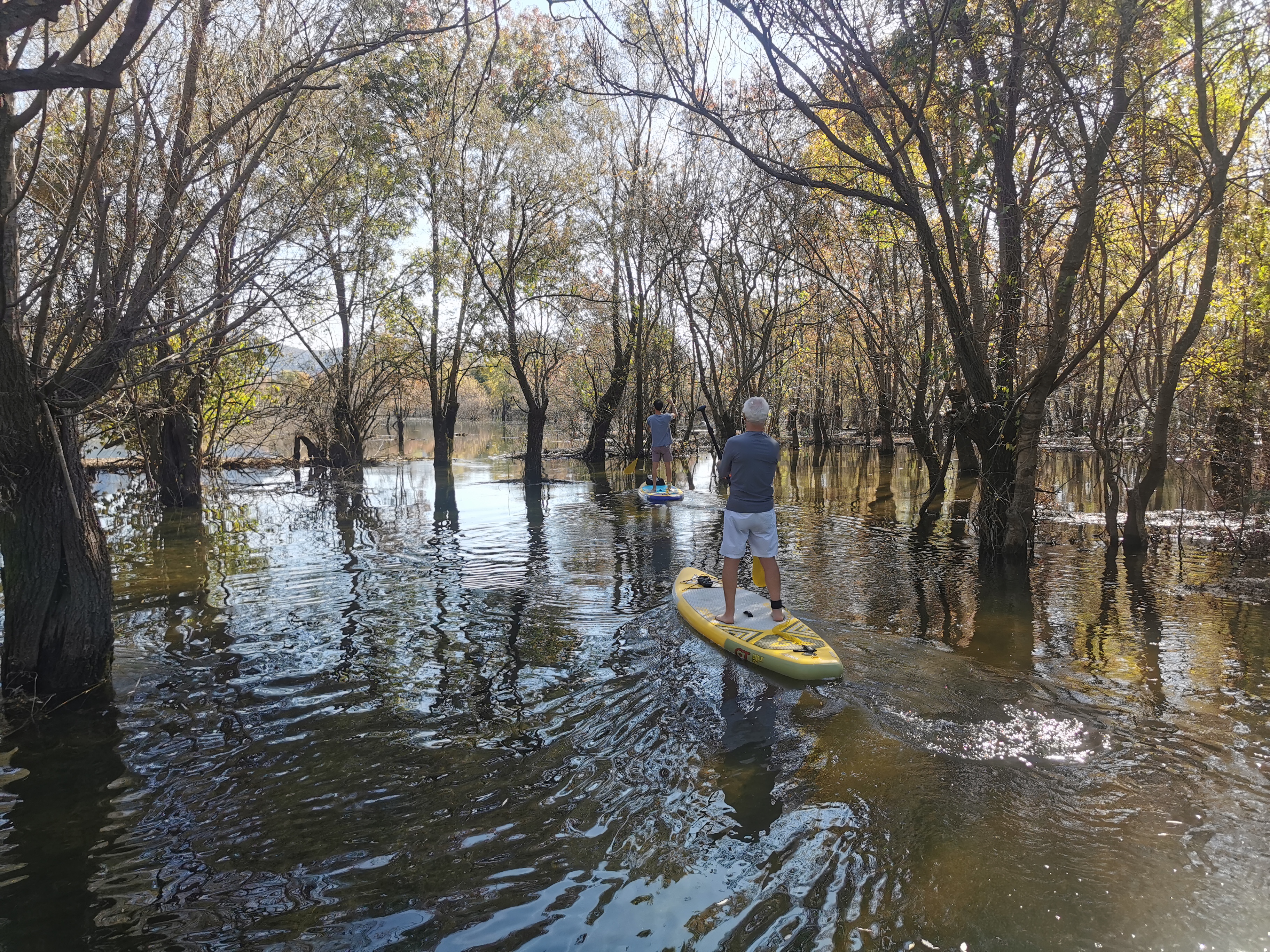 Paddleboarders weaving through the flooded forest of Skadar Lake